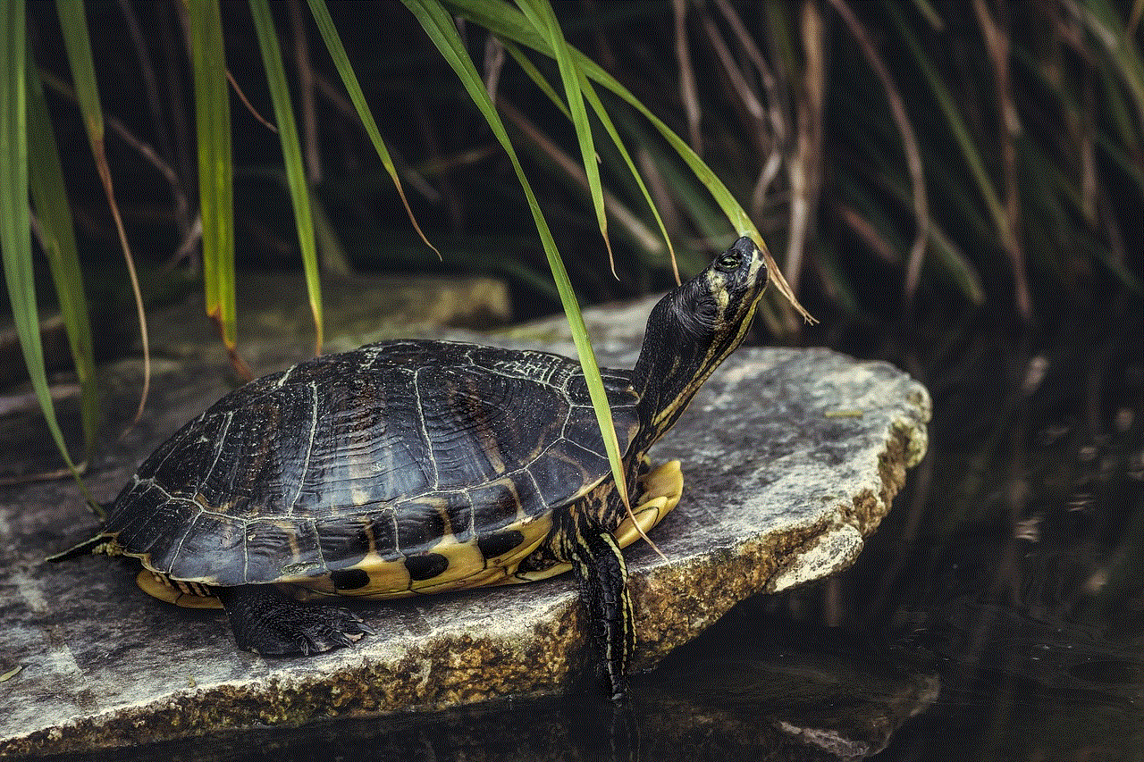 Turtle Reptile