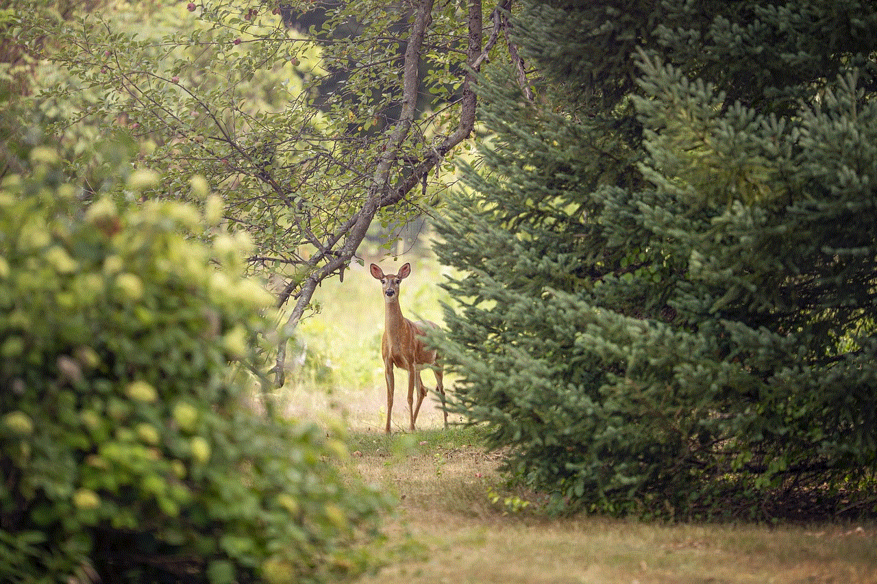 Roe Deer Deer
