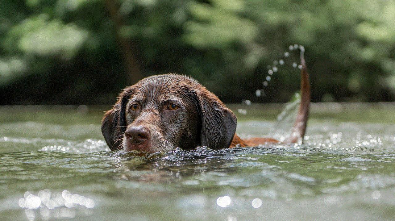 Chocolate Labrador Nature