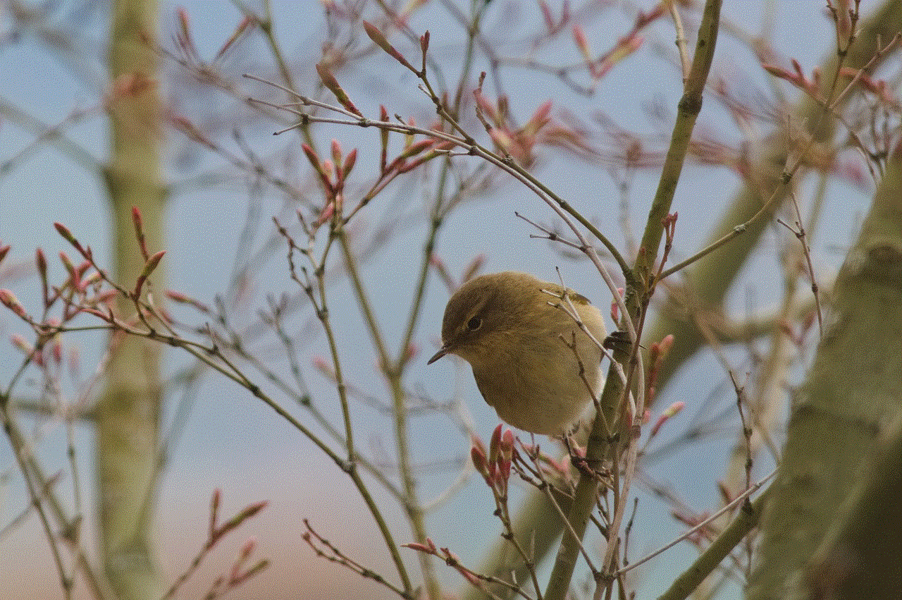 Chiffchaff Bird