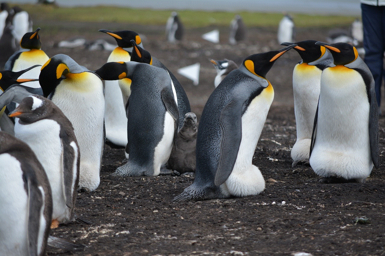 Penguins Falkland Islands