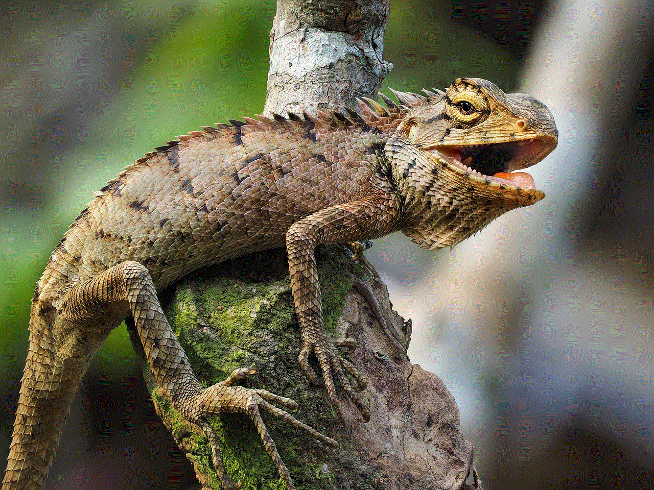 Iguana Animal