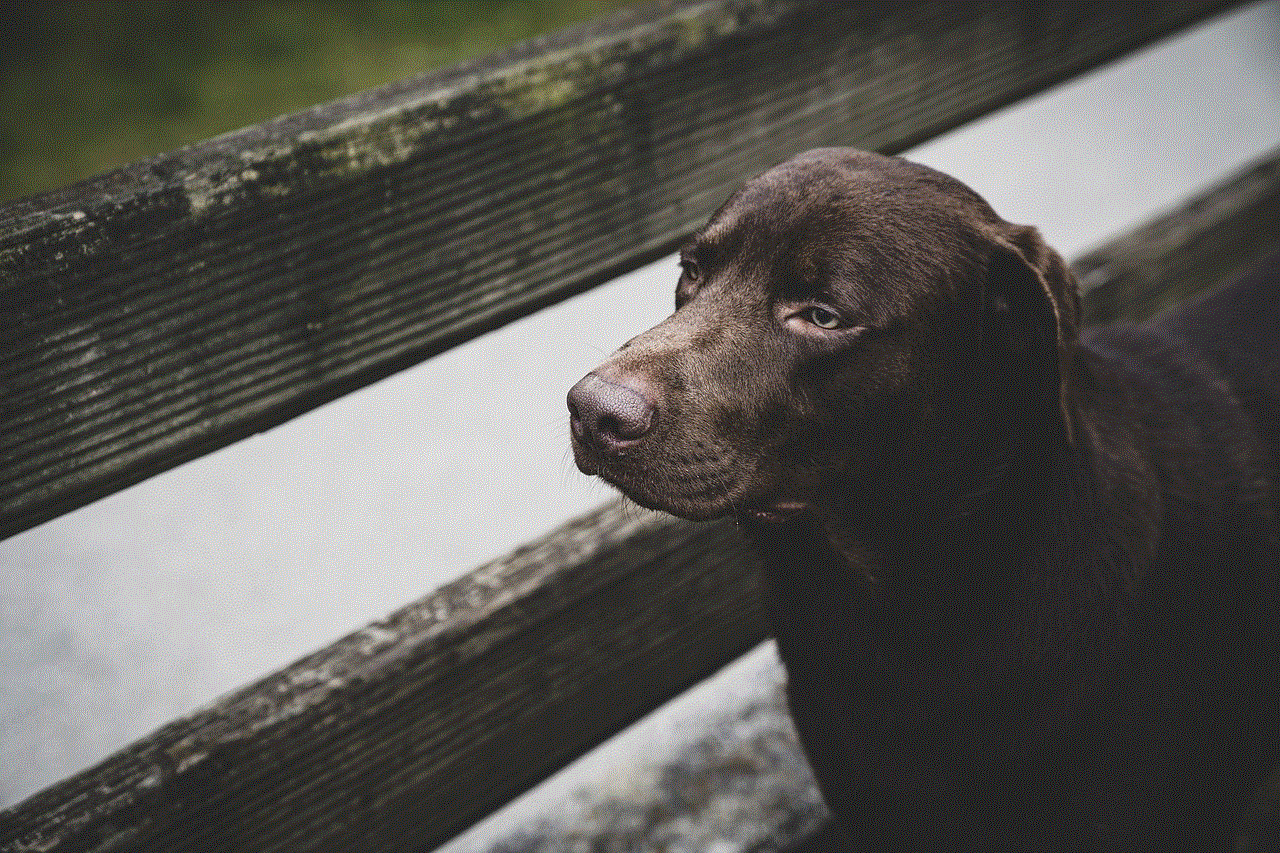 Dog Pet Dog Pet
