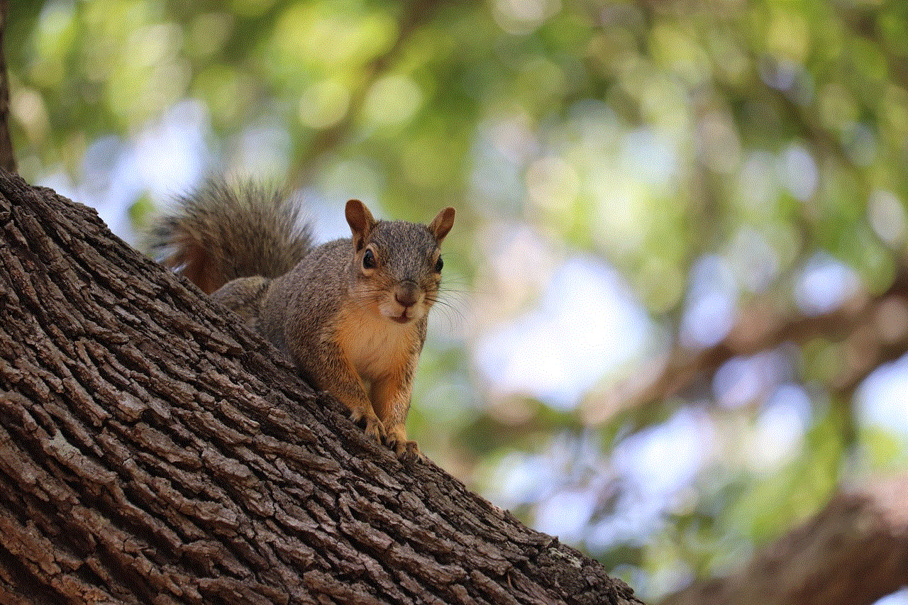 Squirrel Animal