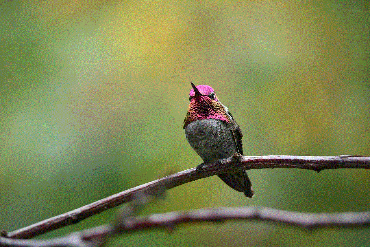 Hummingbird Ruby-Throated Hummingbird