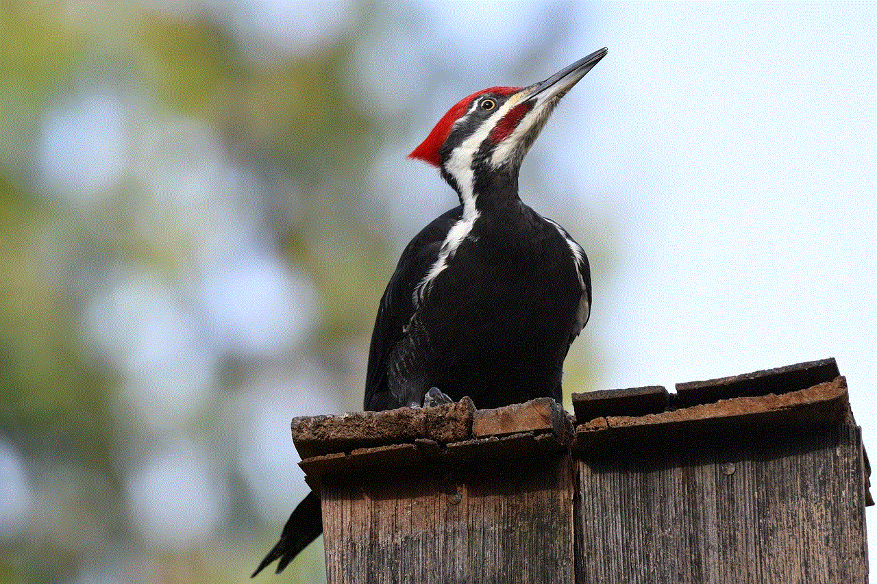 Bird Woodpecker