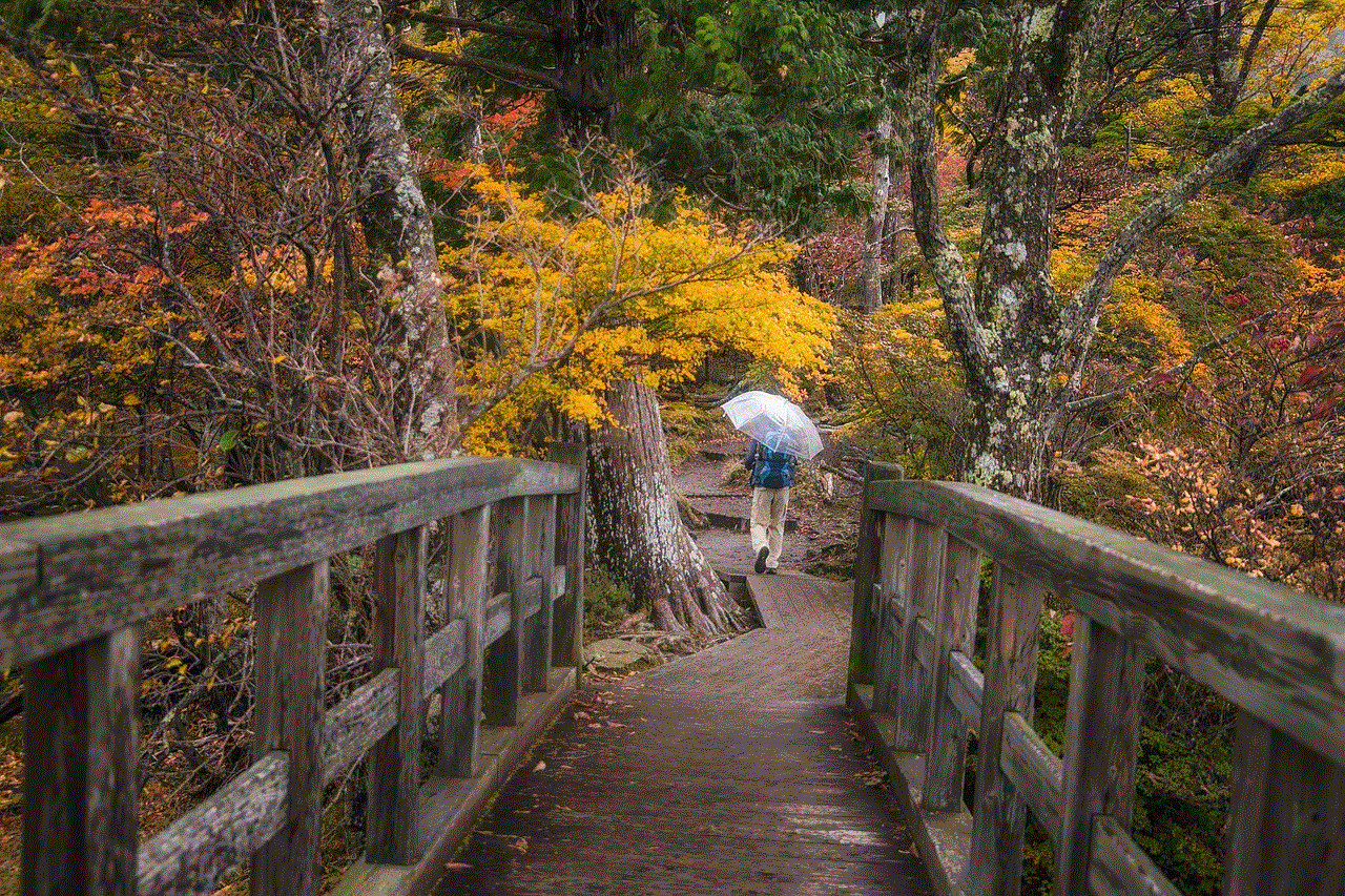 Bridge Forest