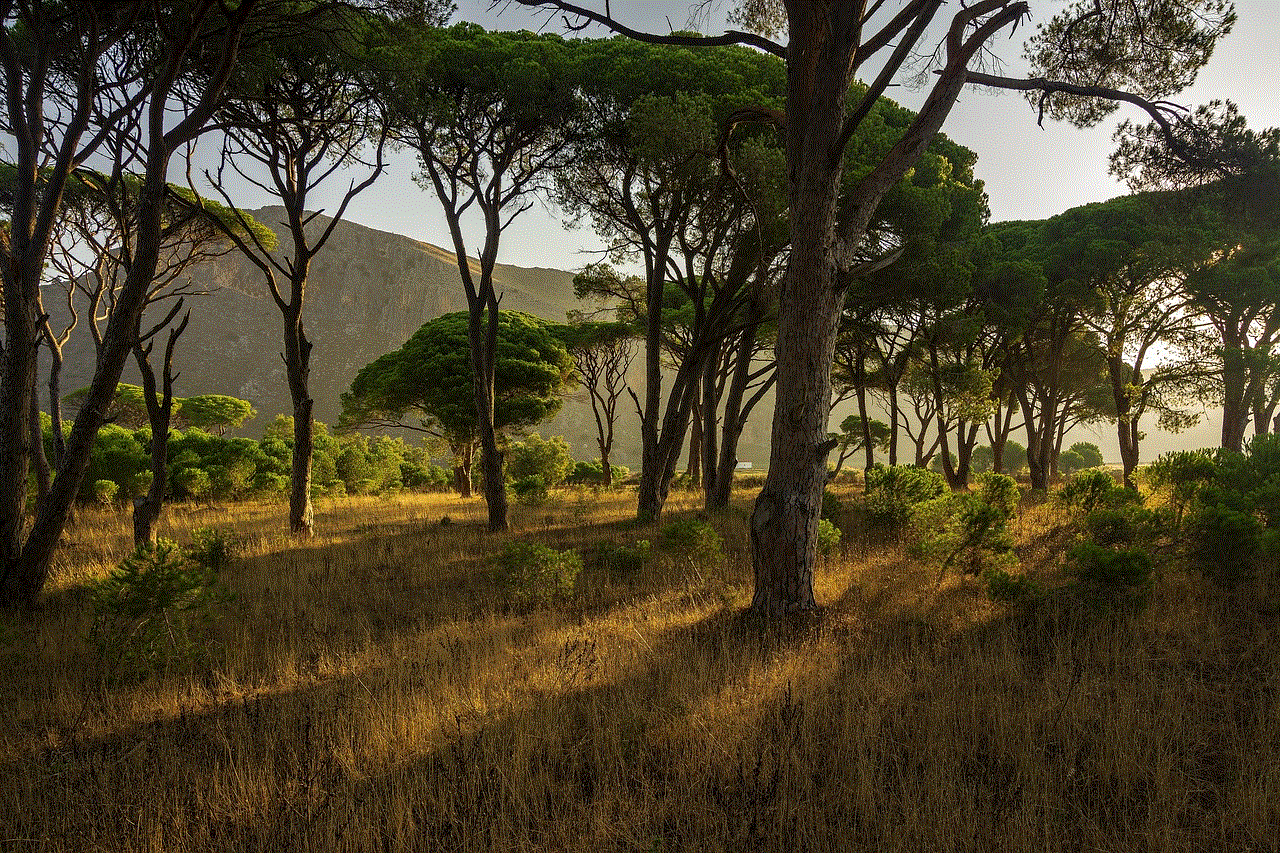 Trees Forest Trees Forest
