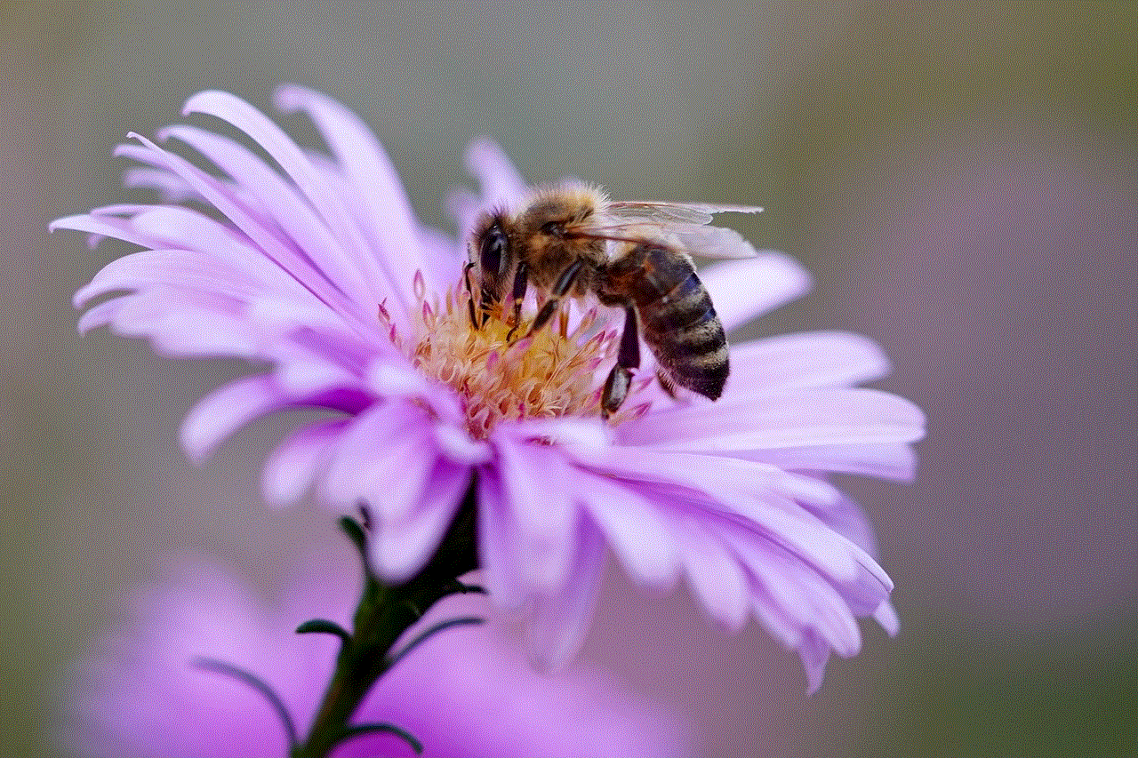 Bee Insect