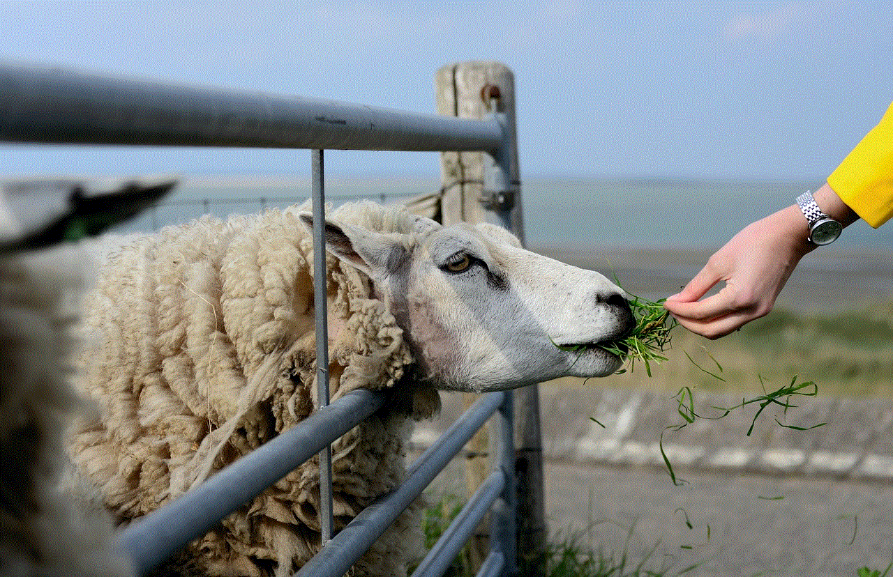 Sheep Nature
