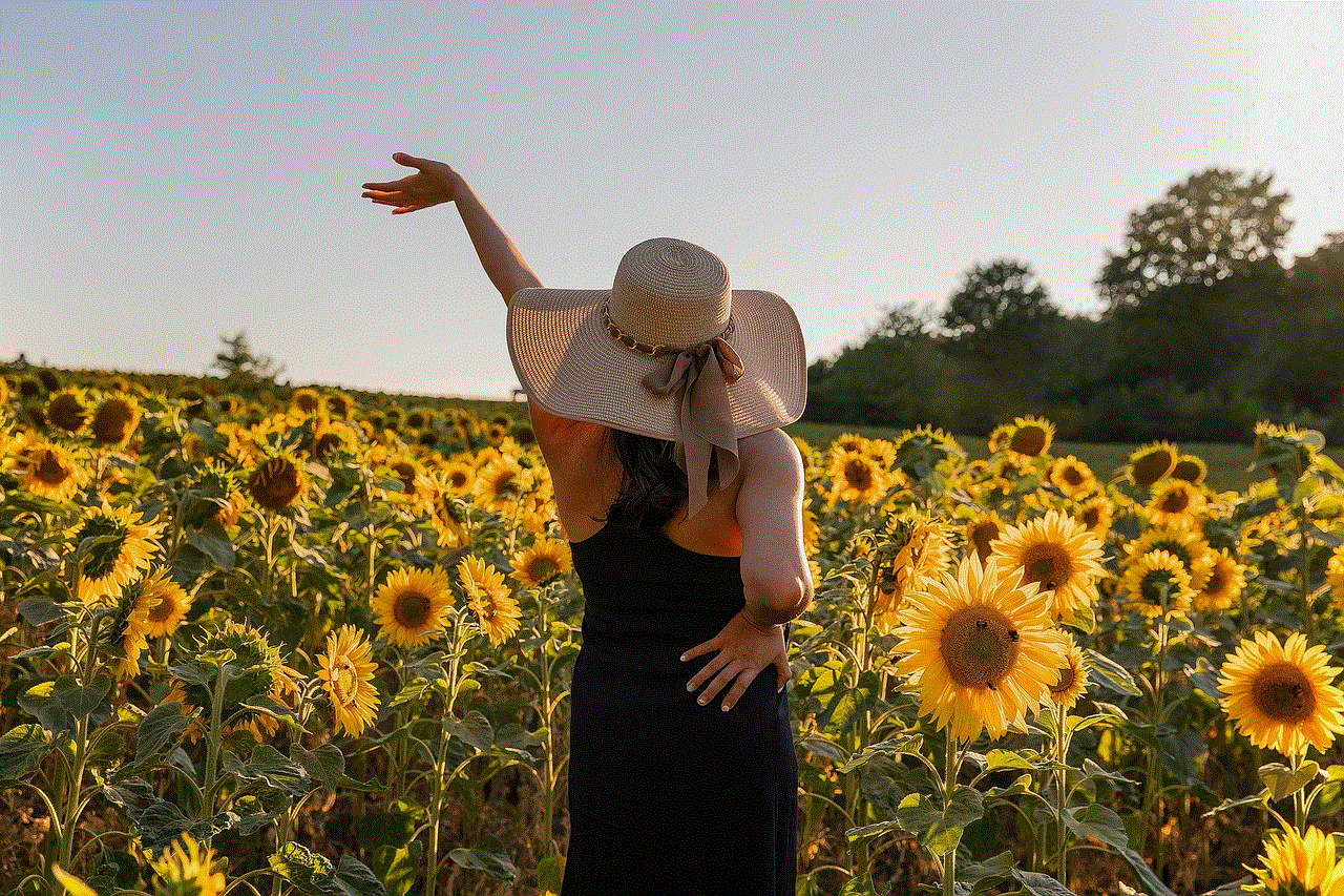 Sunflowers Field