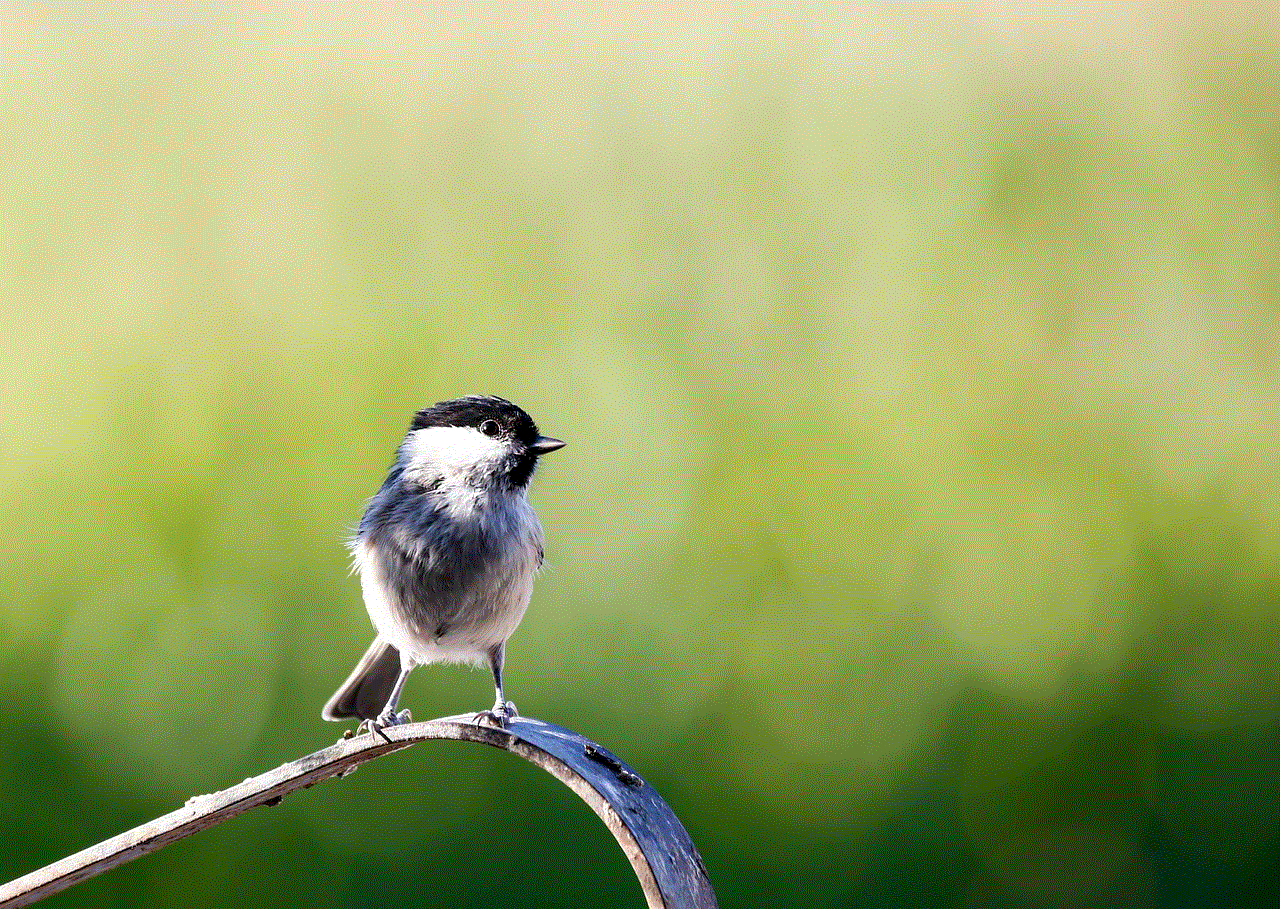 Marsh Tit Bird
