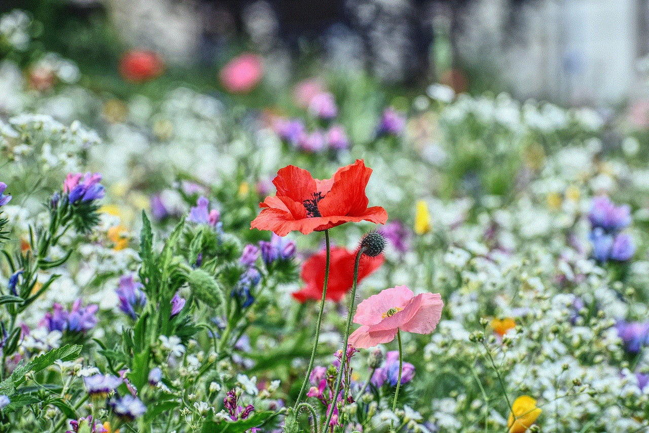 Flower Meadow Poppy