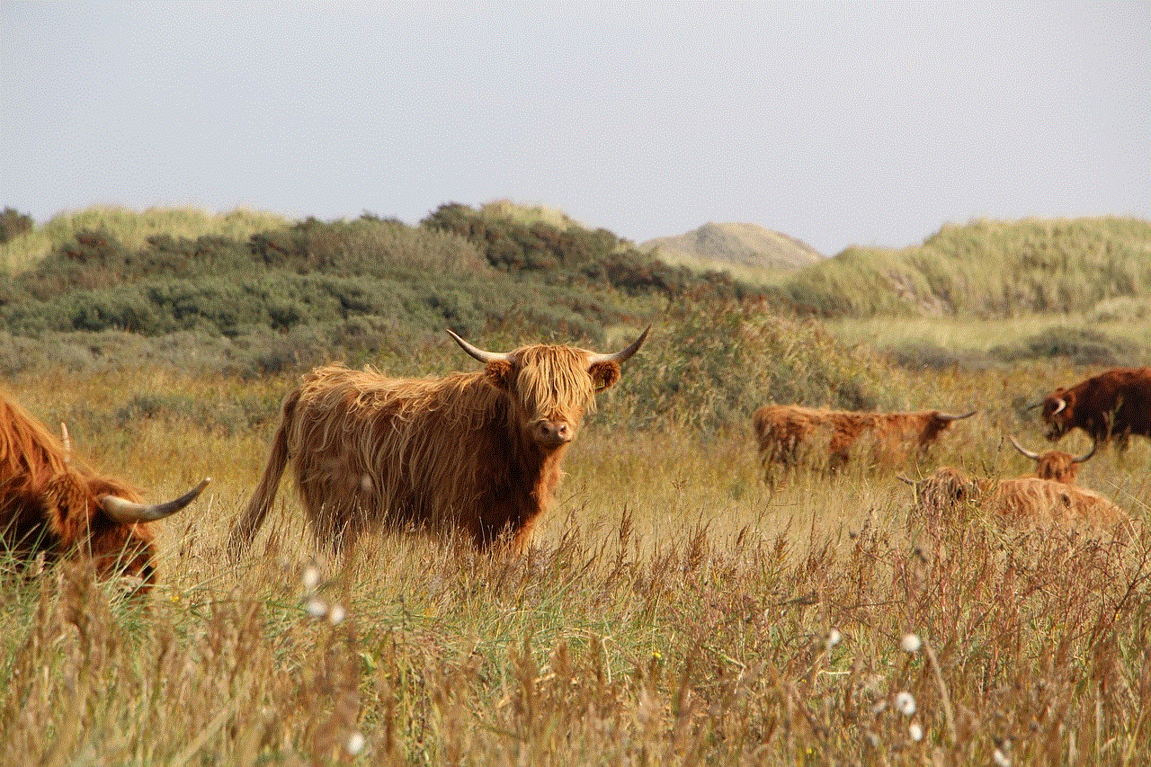 Highland Cattle Cow