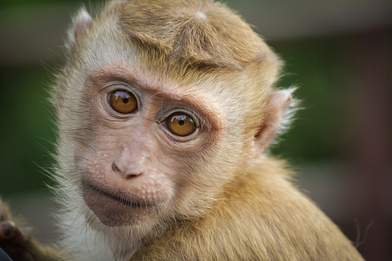 Monkey Eyes