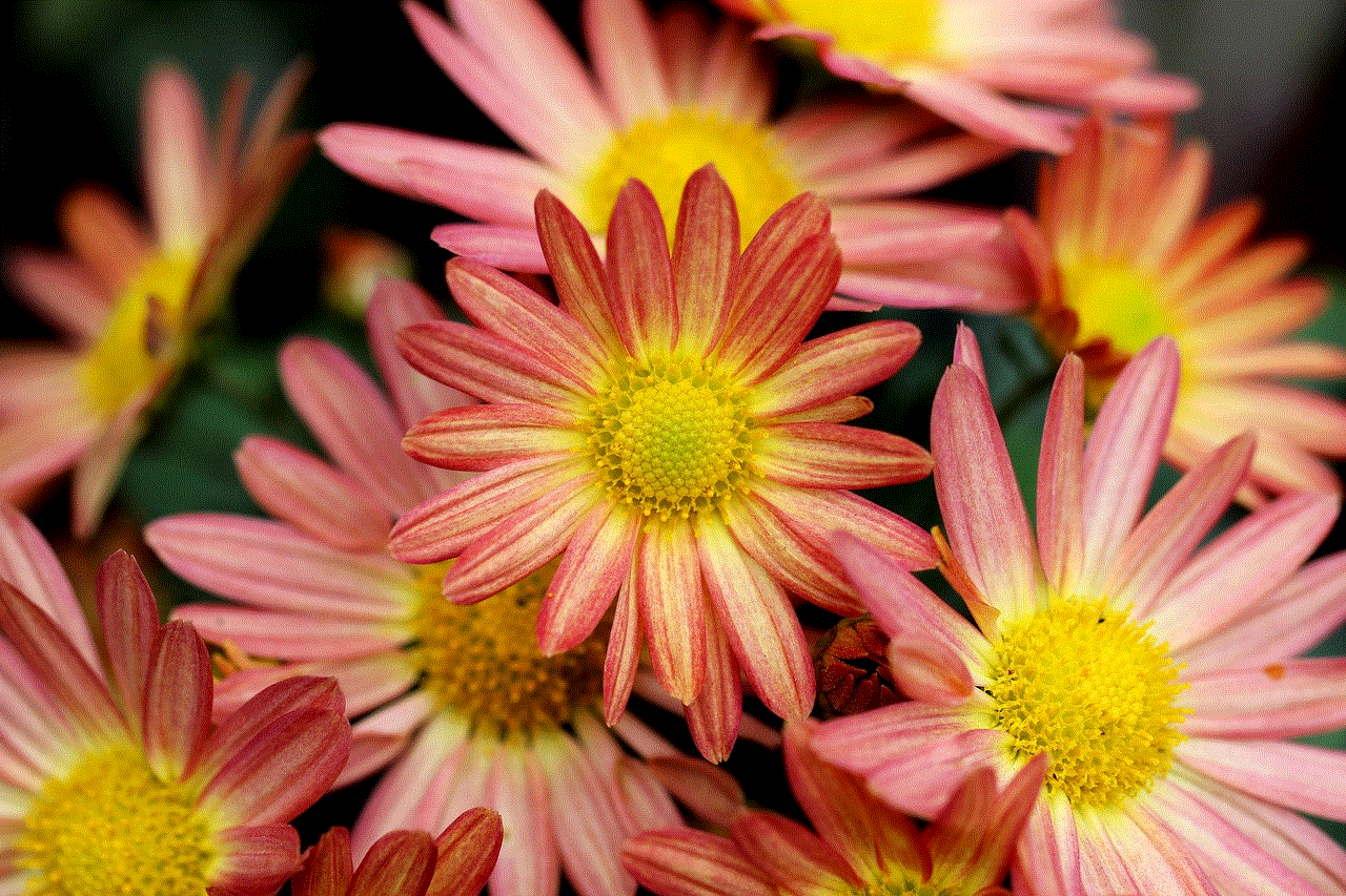 Chrysanthemums Beautiful Flowers