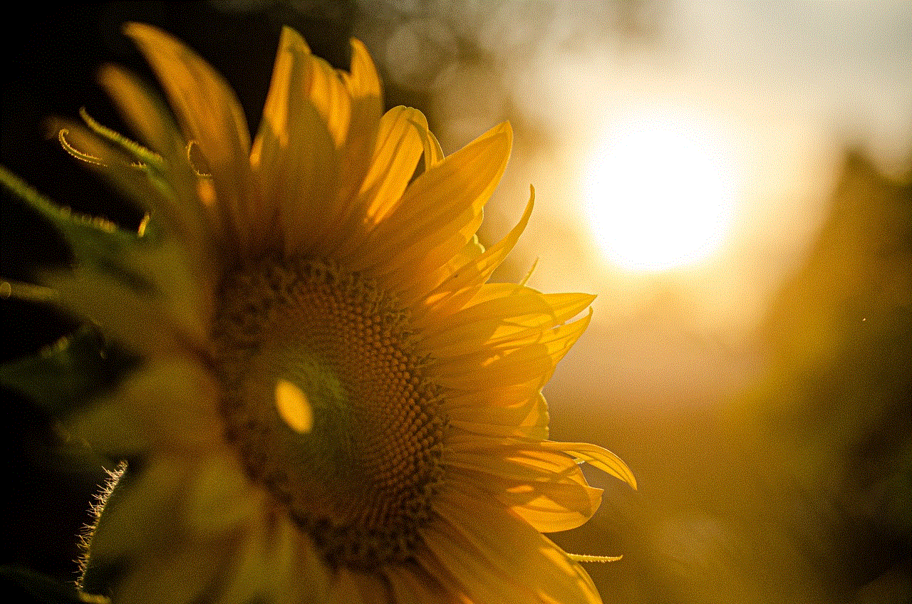 Sunflower Sunset