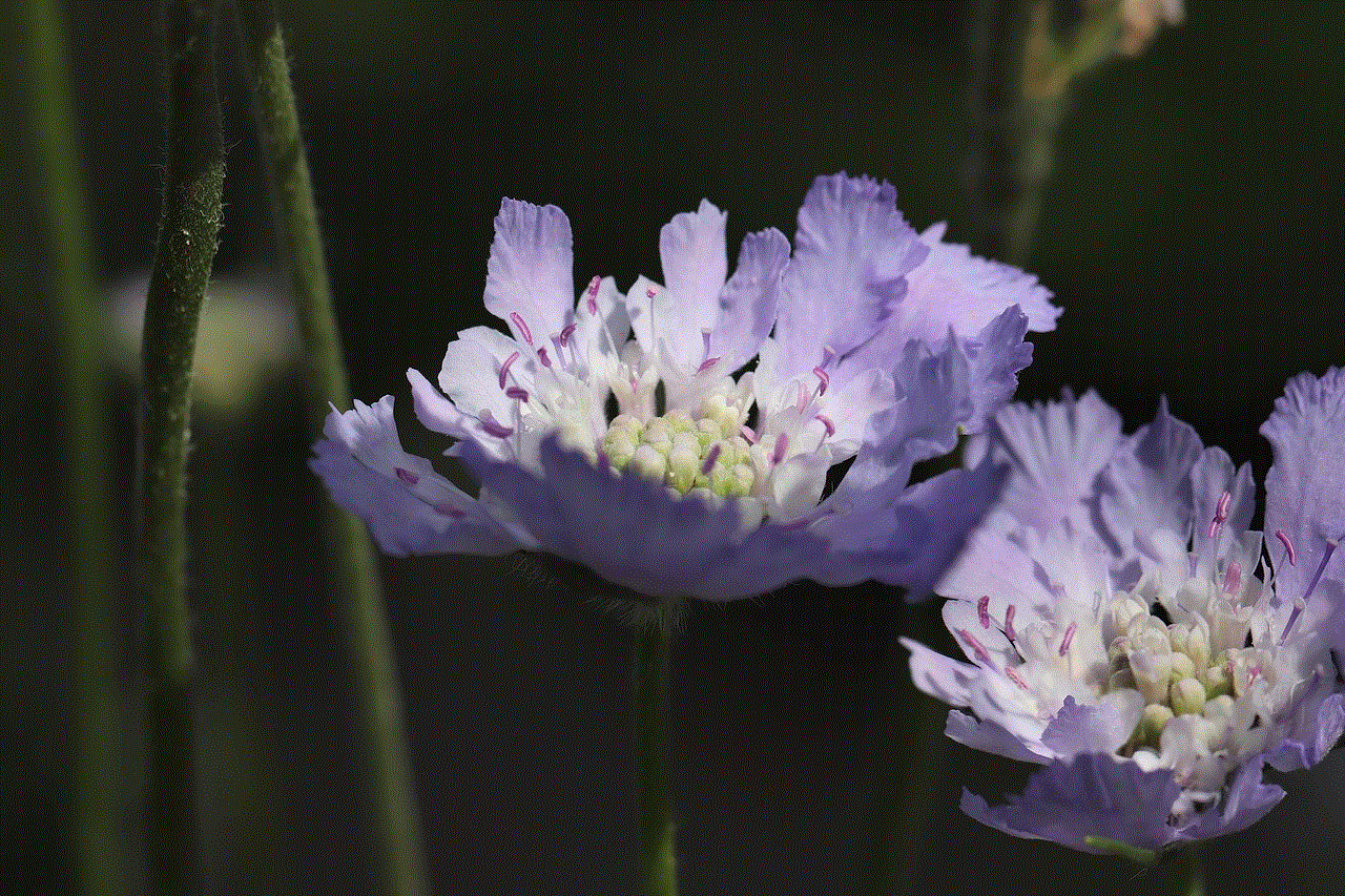 Flower Pointed Flower