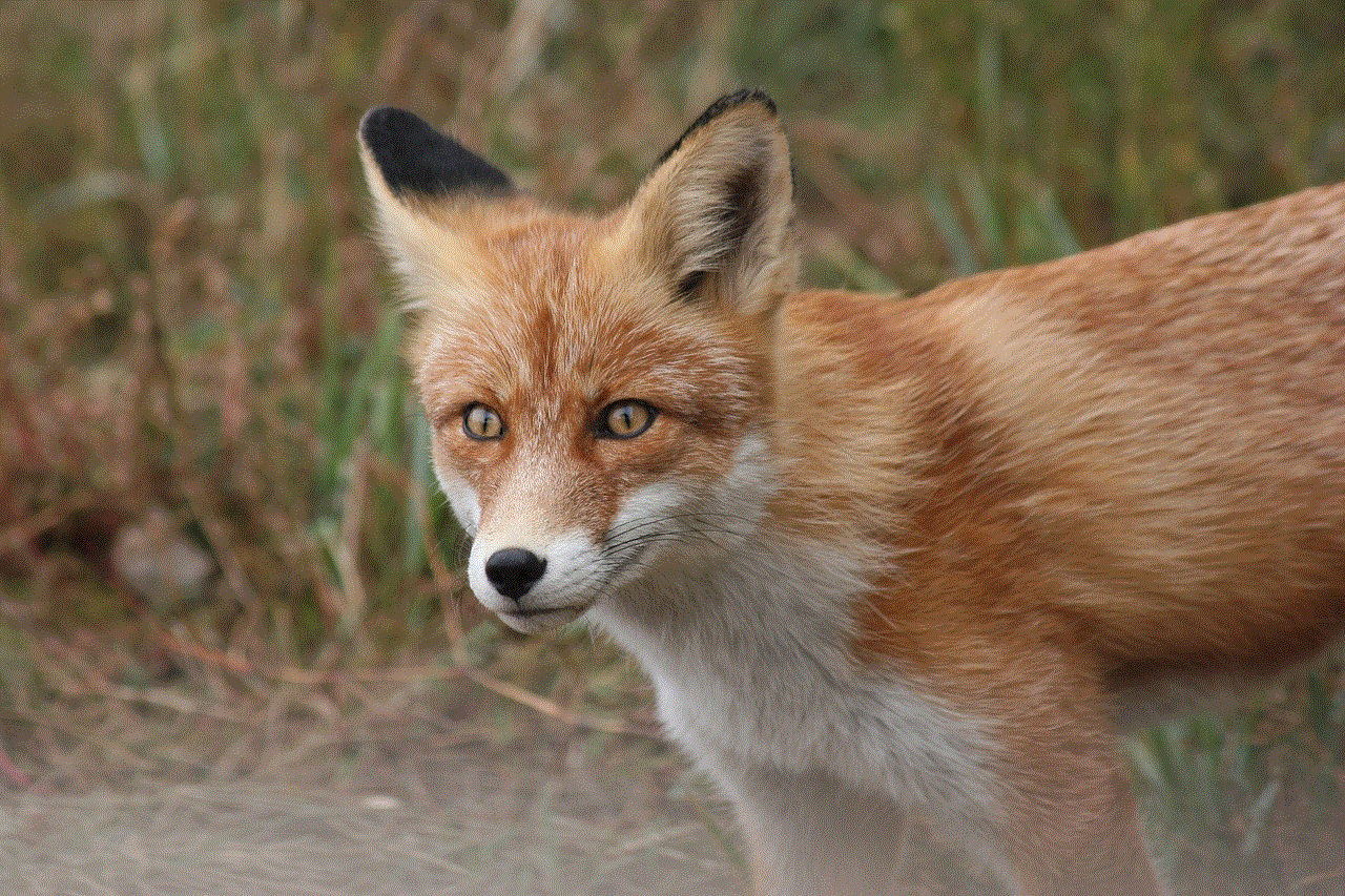 Fox Animal