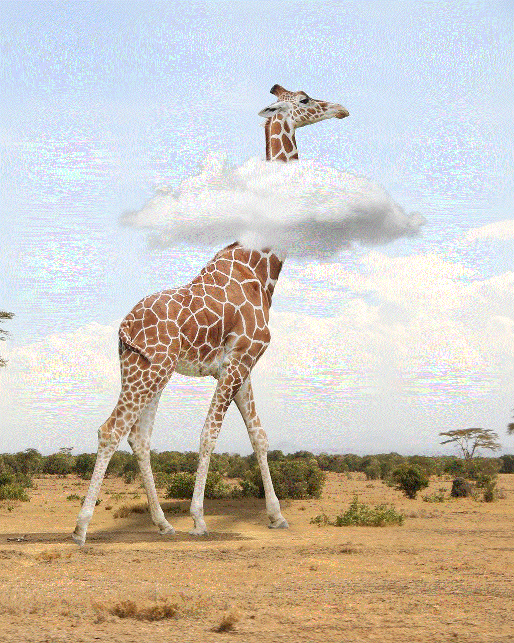 Giraffe Savannah