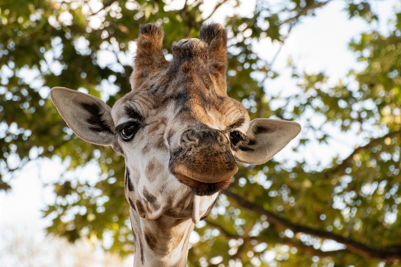 Giraffe Head