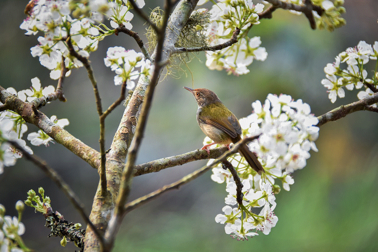 Pear Bird