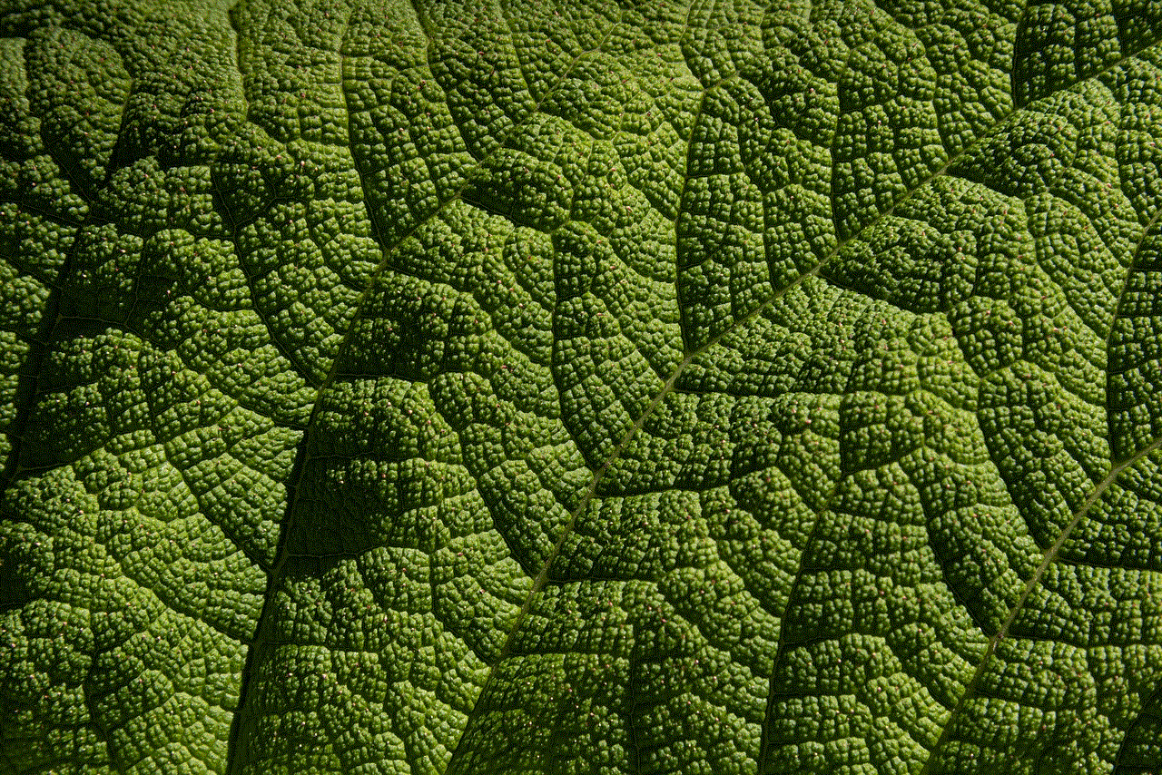 Gunnera Leaf