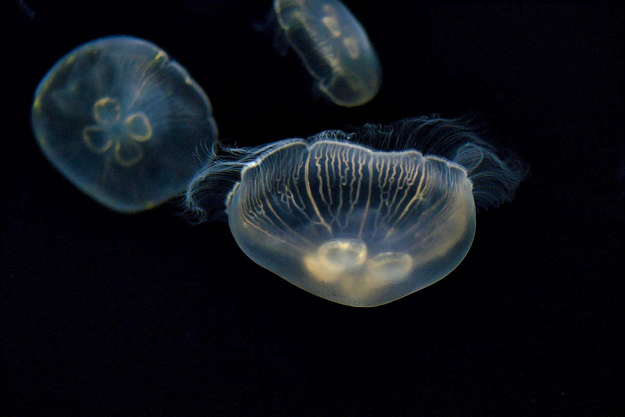 Jellyfish Sea Jellies