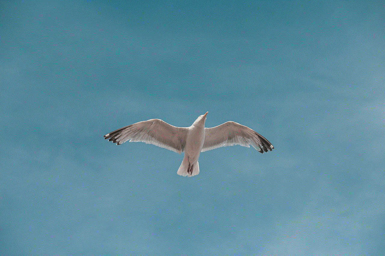 Seagull Bird