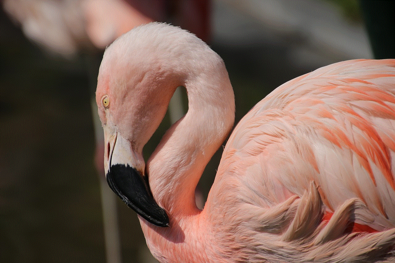 Flamingo Bird