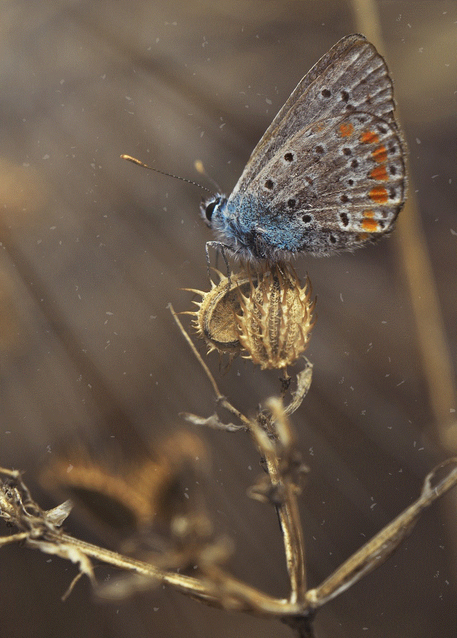 Common Blue Butterfly Butterfly
