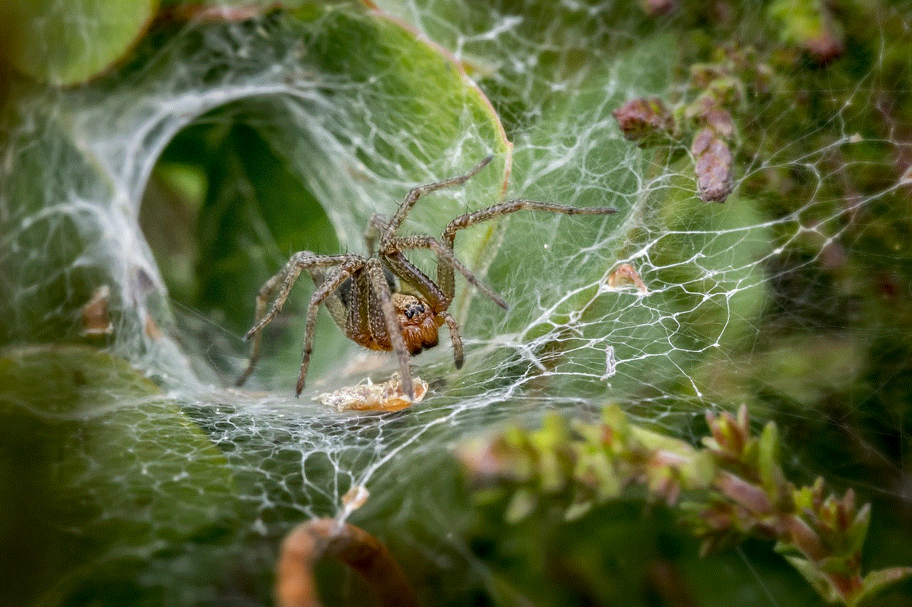 Funnel Web Spider Web