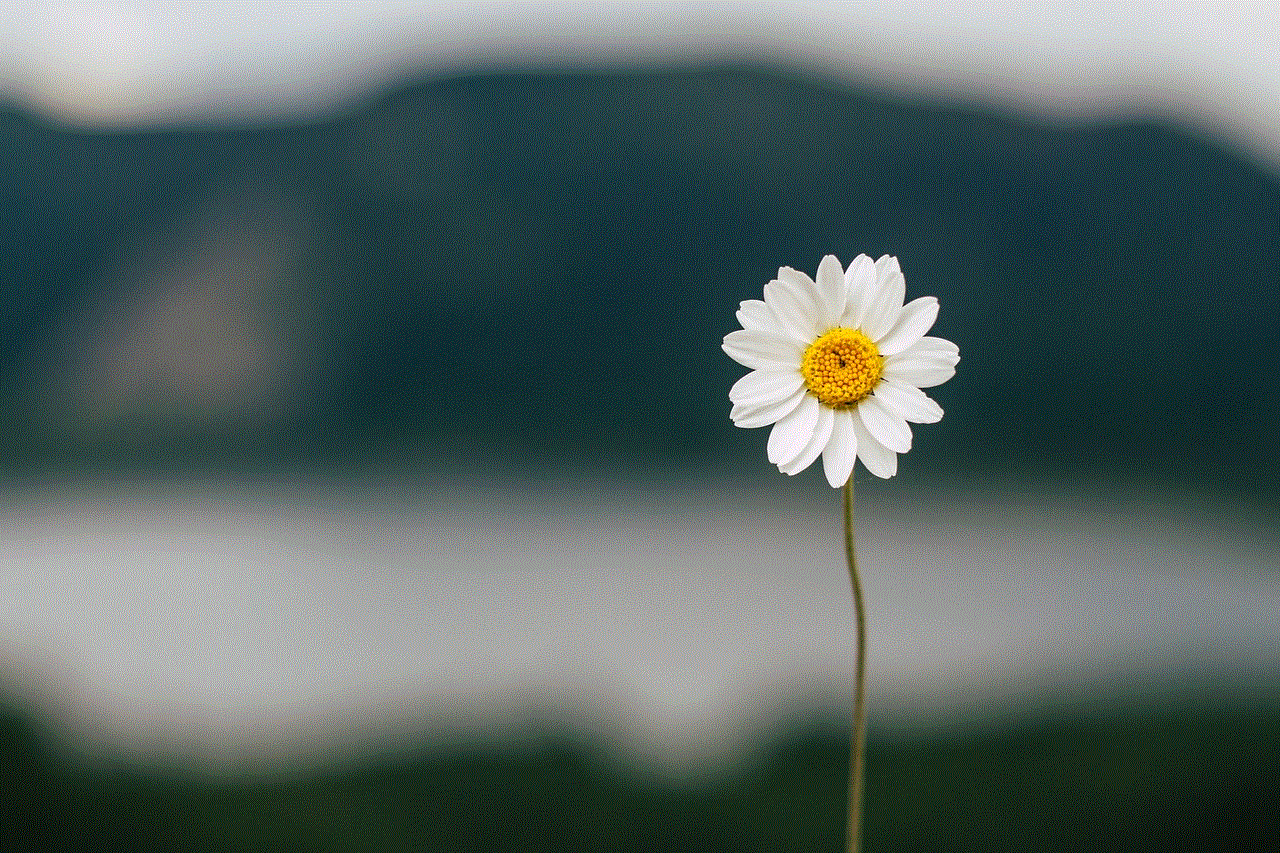 Daisy Flower