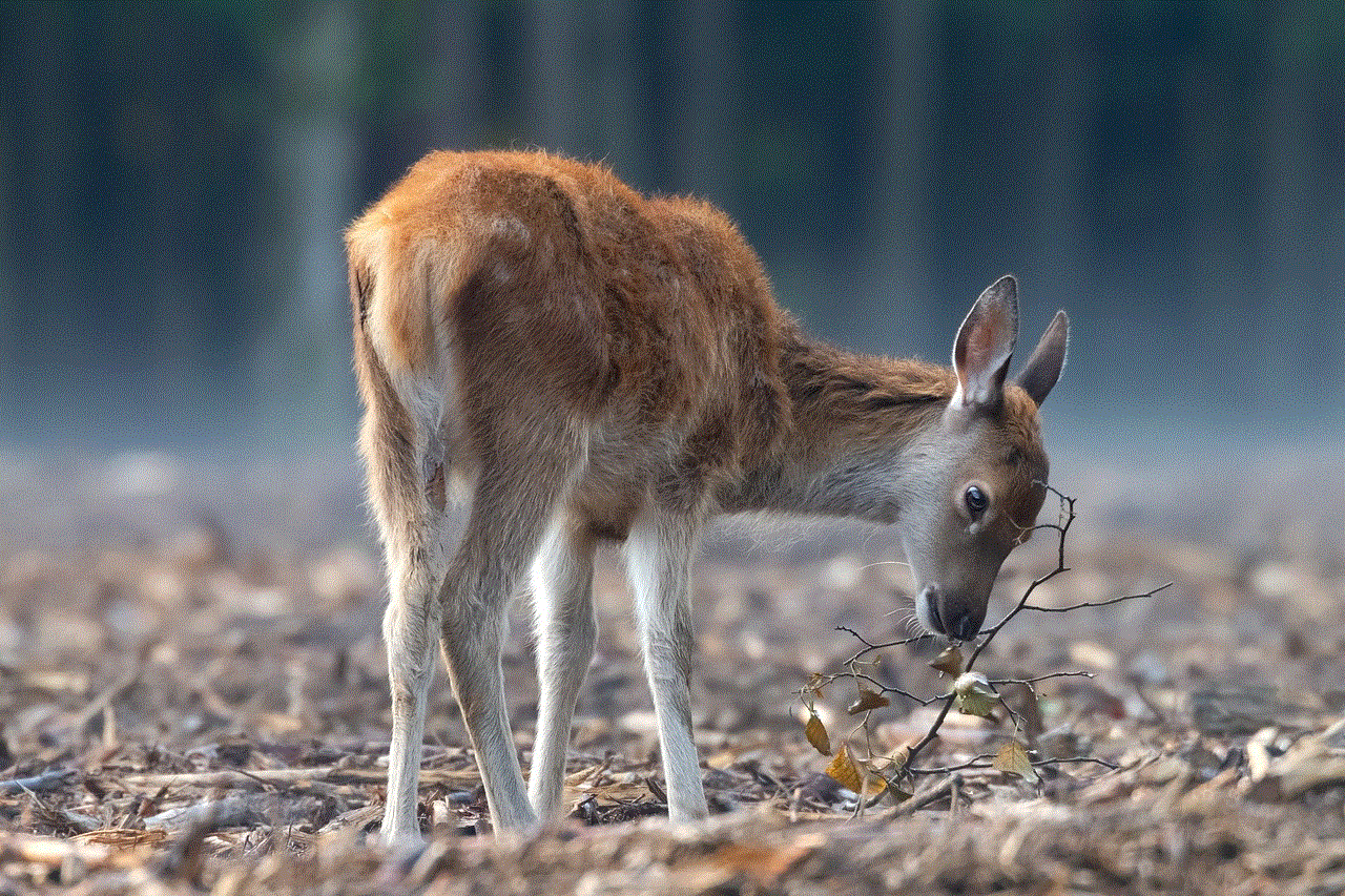 Deer Red Deer