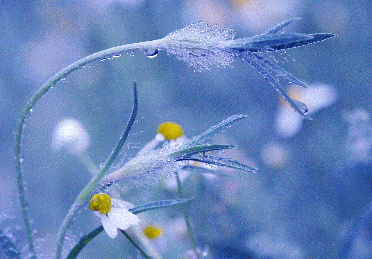 Meadow Chamomile