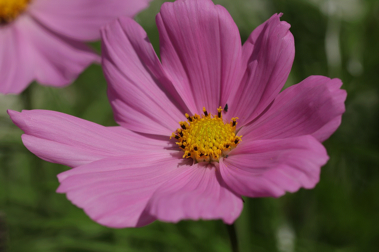 Flower Nature