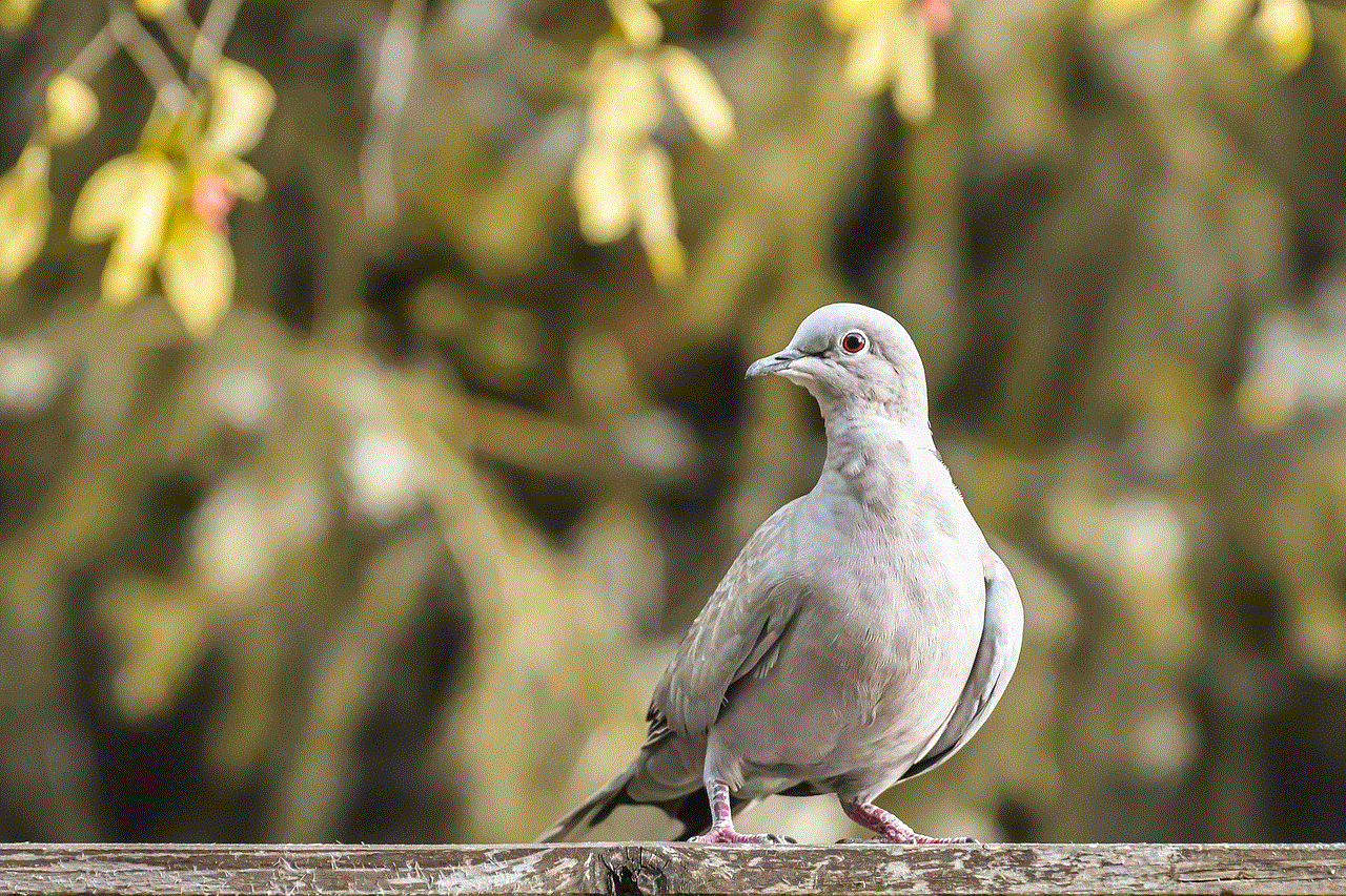 Collared Dove