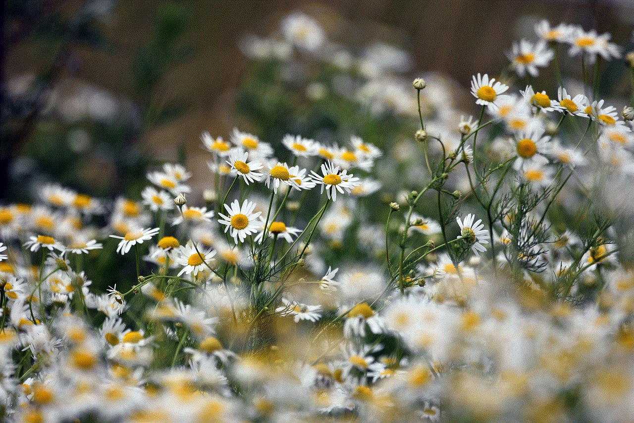 Chamomile Flowers