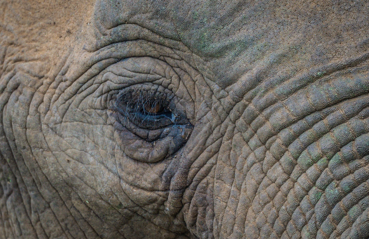 Elephant Mammal