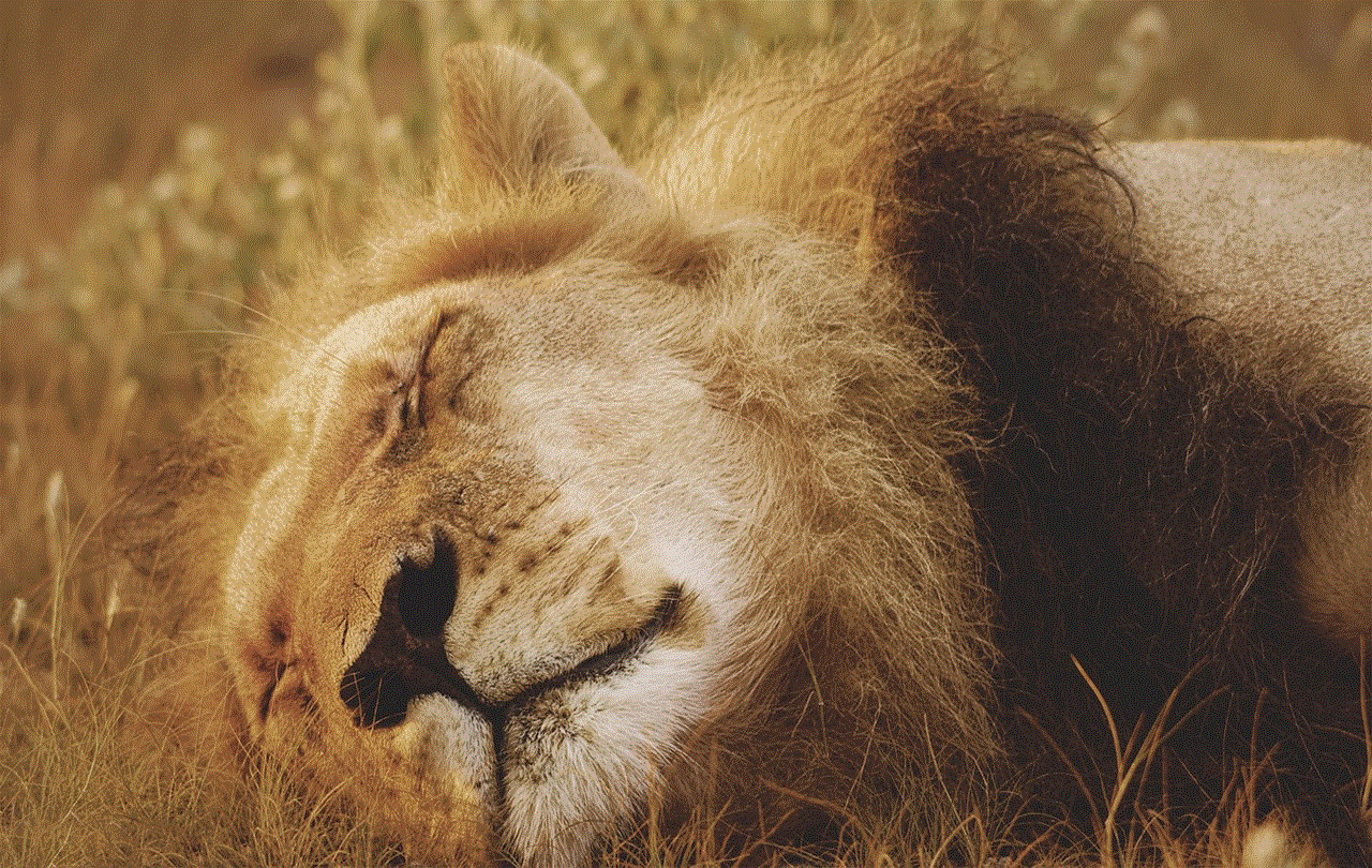 Lion Feline