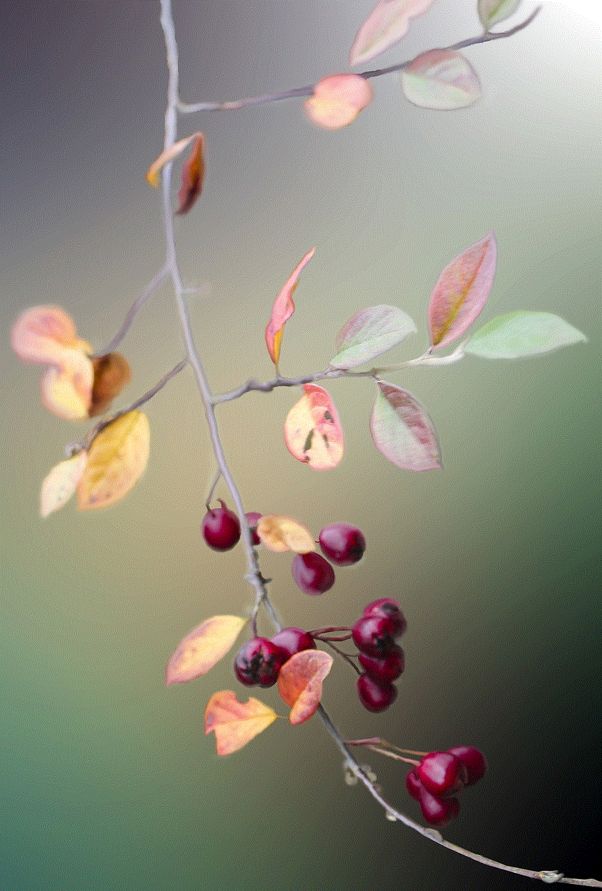 Rose Hip Fruits