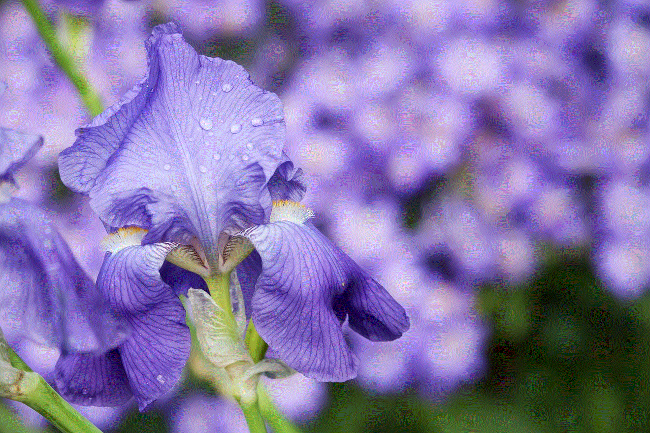 Iris Flower