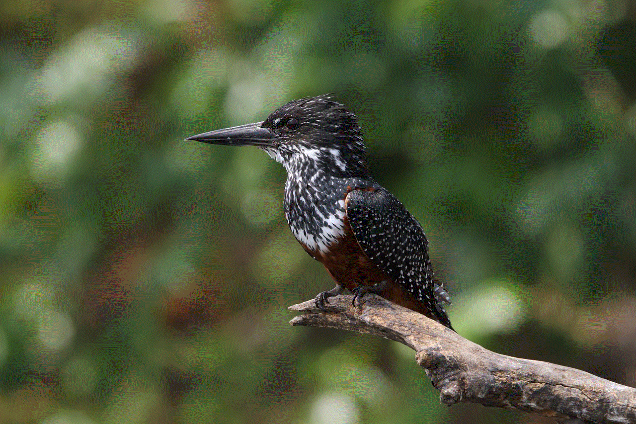 Giant Kingfisher Kingfisher