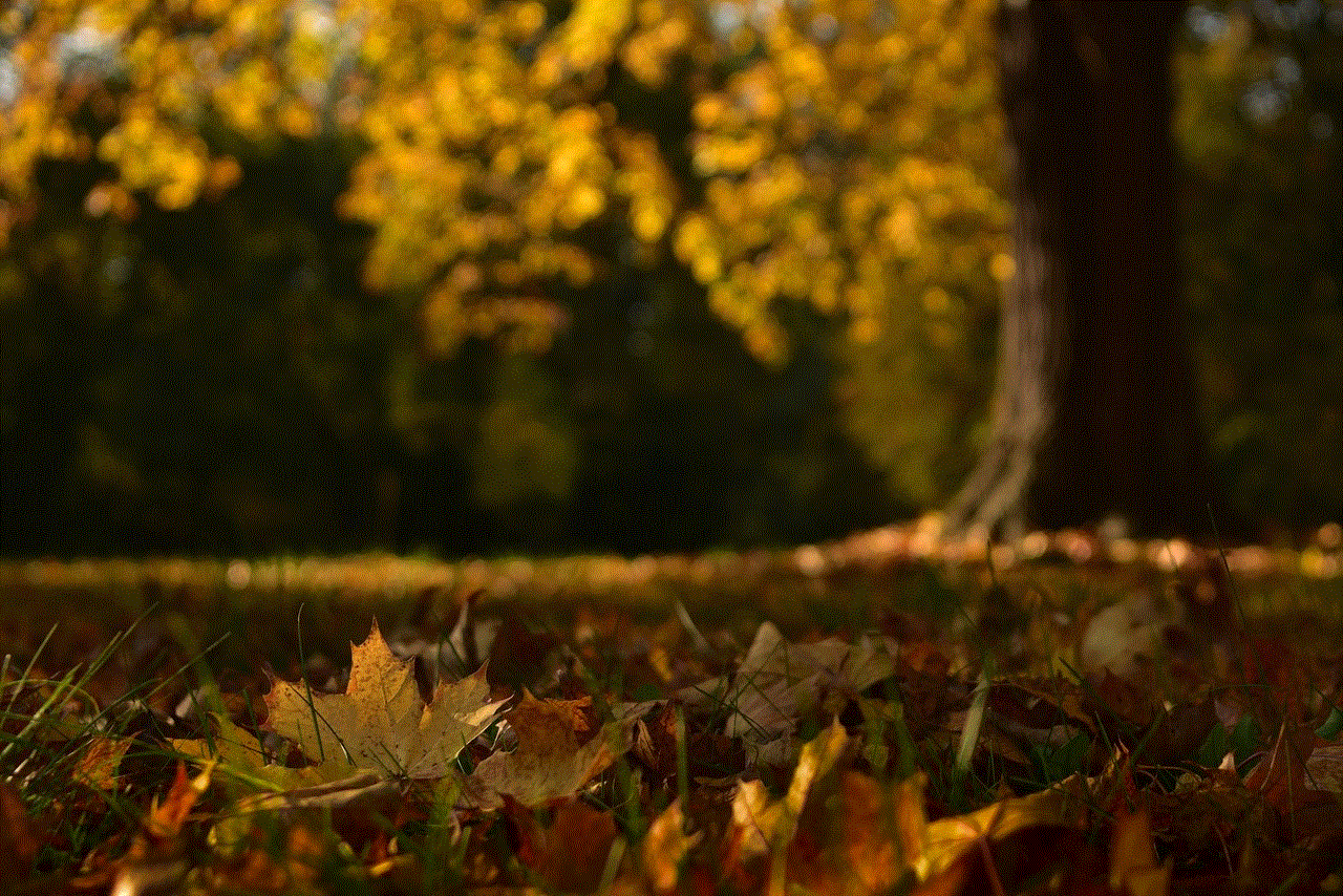 Maple Leaves Leaves