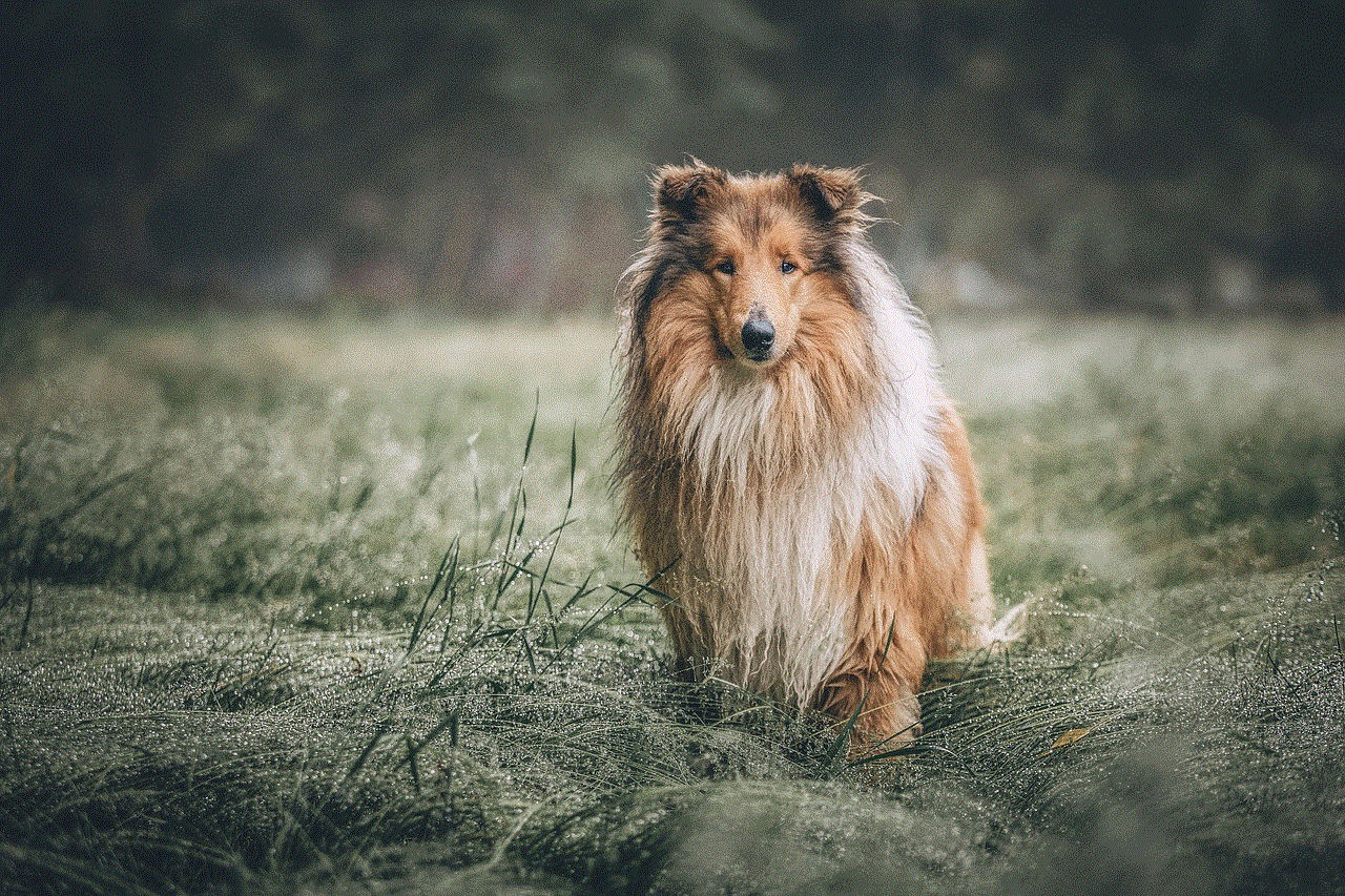 Rough Collie Dog