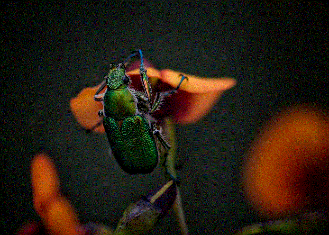 Jewel Beetle Insect