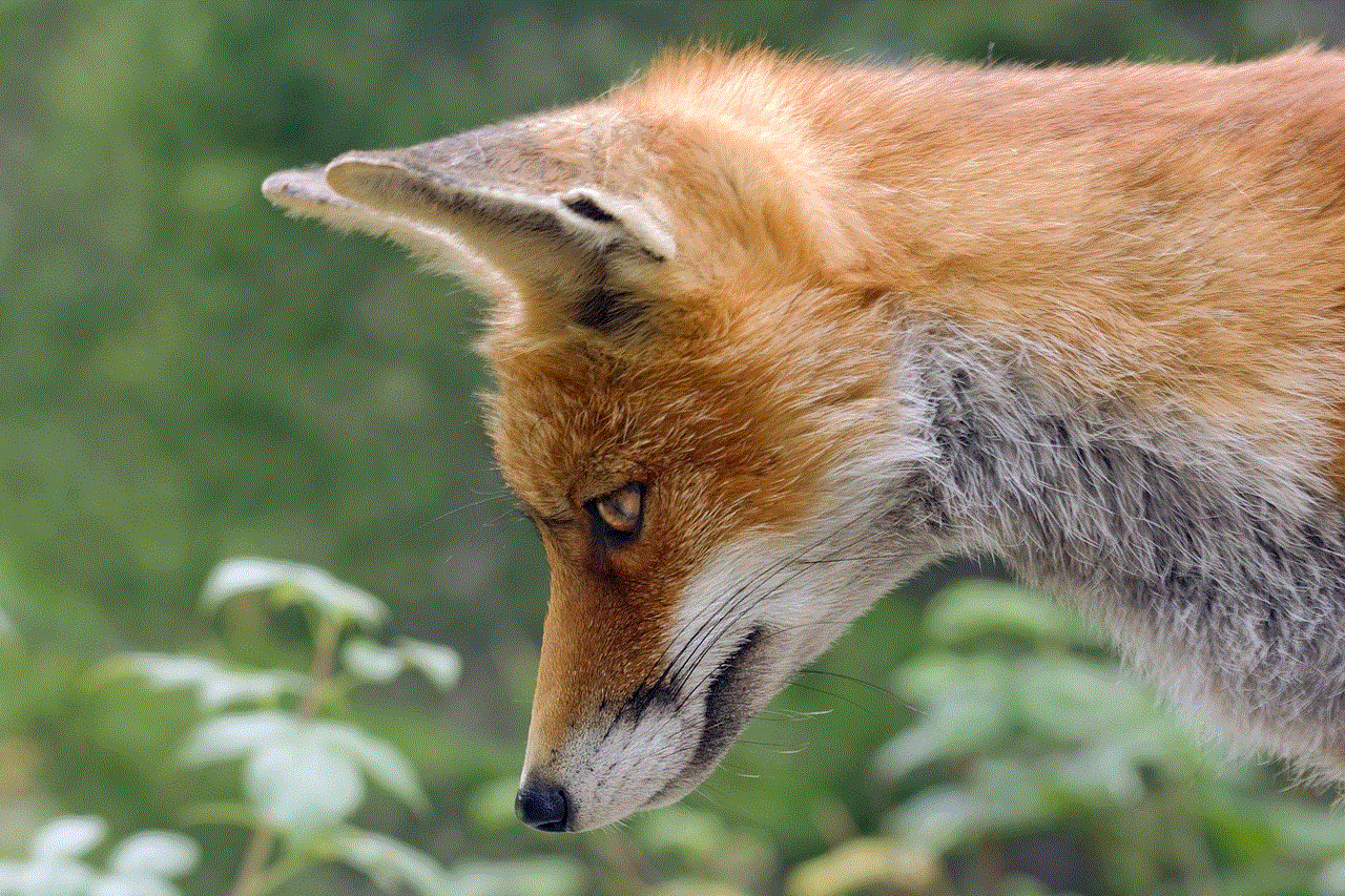 Fox Red Fox