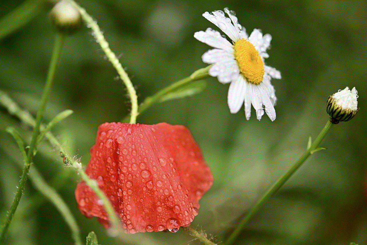 Poppy Daisy Poppy Daisy