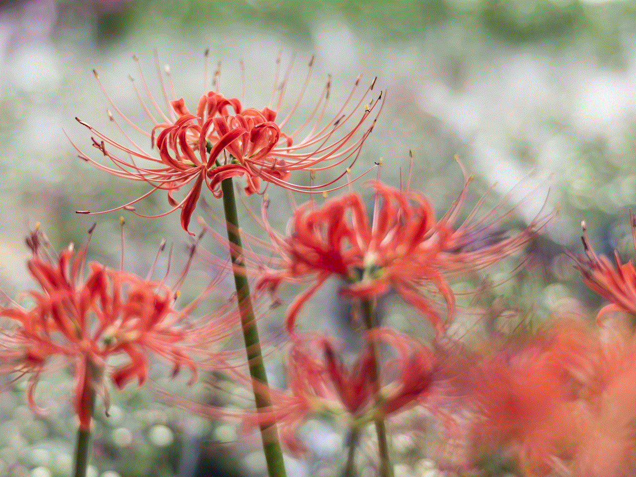 Red Spider Lily Flowers