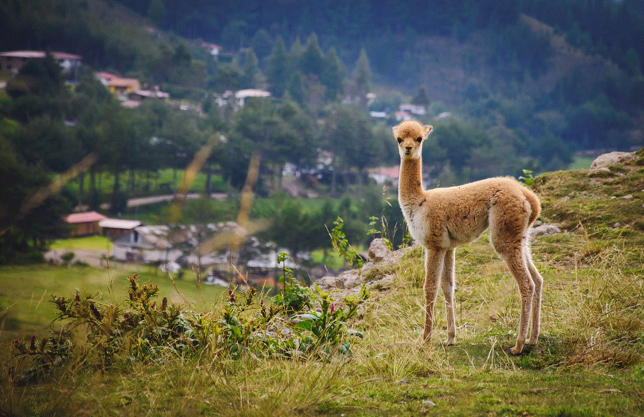 Vicuna Animal